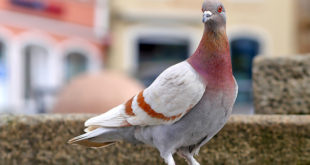 شركة تركيب طارد حمام بسيهات 0508020578