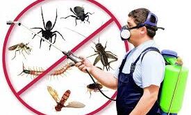 شركة مكافحة الفئران ببيشة